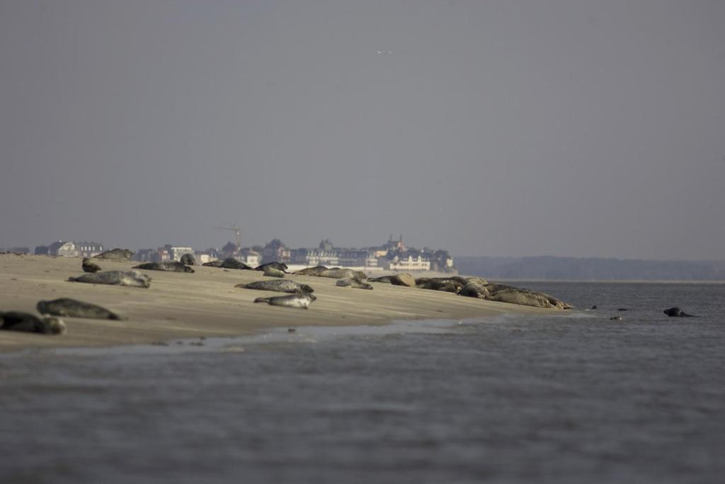 Logis Auberge De La Dune Le Crotoy Exterior foto